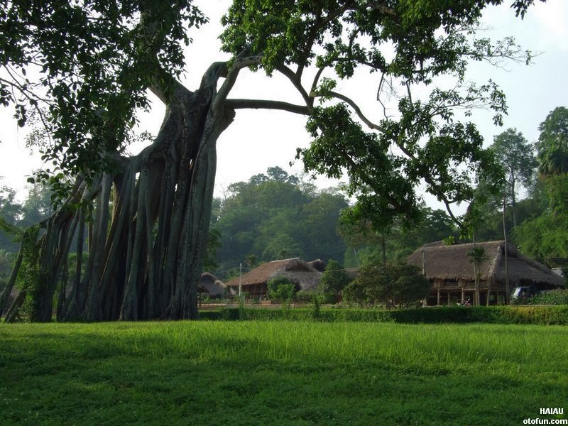 Tour Du Lịch Tuyên Quan - Cây Đa Tân Trào
